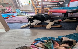 Siberian Husky dogs for sale: Krypto- 1yr Husky, Friendly, Goofy boy. Offers ok - Image 10