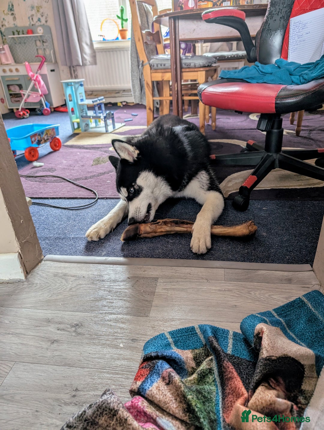 Siberian Husky dogs for sale: Krypto- 1yr Husky, Friendly, Goofy boy. Offers ok - Image 10