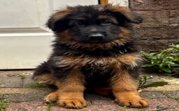 German Shepherd dogs for sale: Ready for new home. German Shepard 1 boy Left!!!  - Image 9