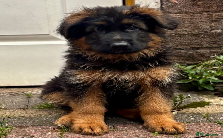 German Shepherd dogs - Advert 4