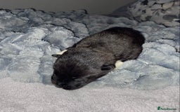 Akita dogs for sale: Beautiful American Akita Puppies  - Advert 21