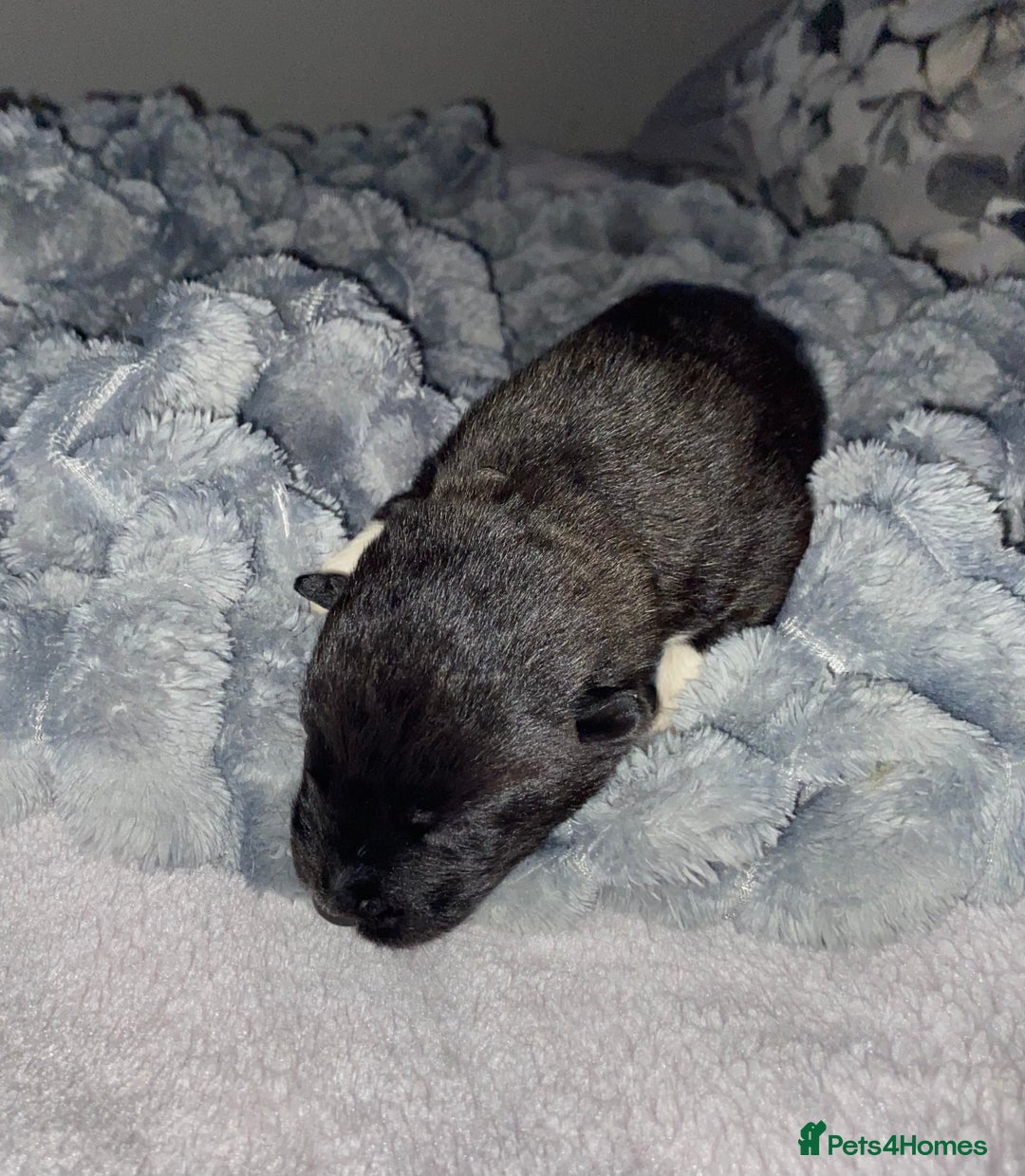 Akita dogs for sale: Beautiful American Akita Puppies  - Advert 21