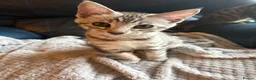 Mixed Breed cats for sale: Maine Coon x Bengal Kitten - Advert 6