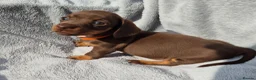 Miniature Dachshund dogs for sale: Gorgeous KC Reg, PRA Clear miniature dachshunds - Advert 18