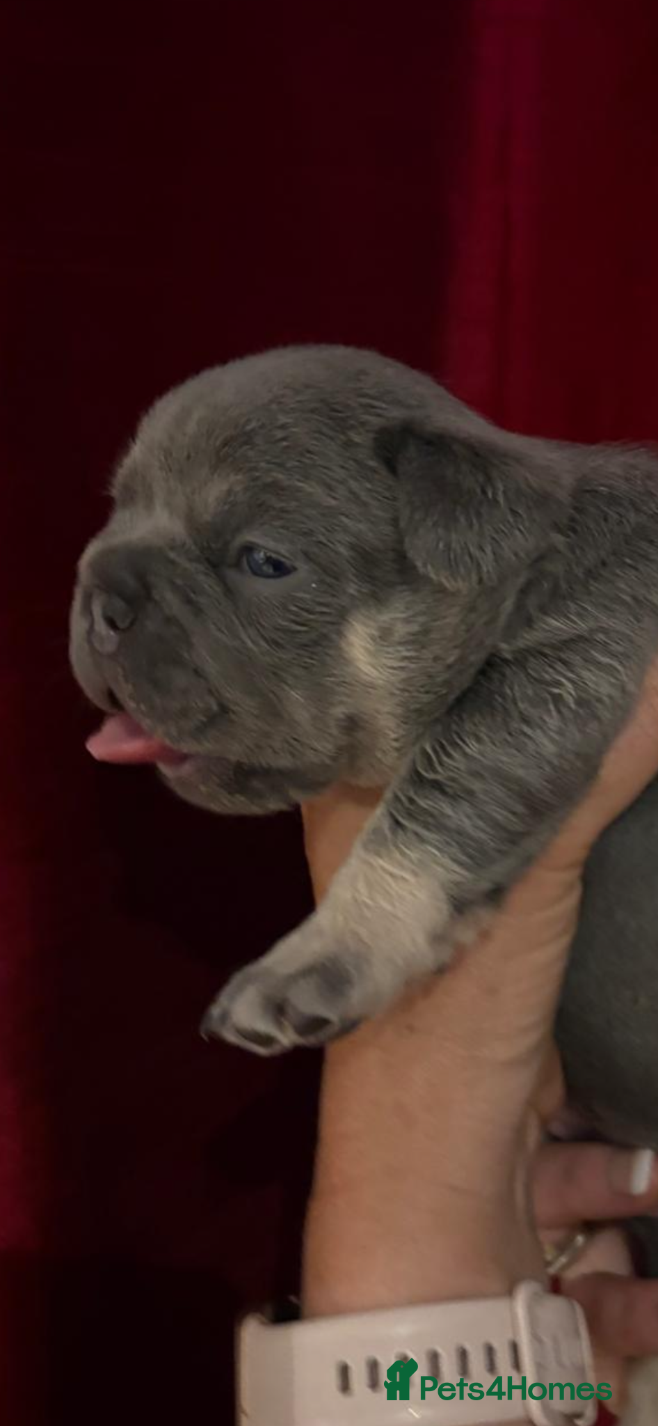 French Bulldog dogs for sale: Quality French bull dogs pups 💙💙💙🩷🩷🩷 - Advert 2
