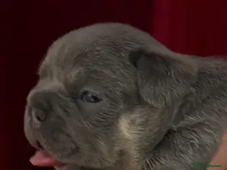 French Bulldog dogs for sale: Quality French bull dogs pups 💙💙💙🩷🩷🩷 - Advert 2