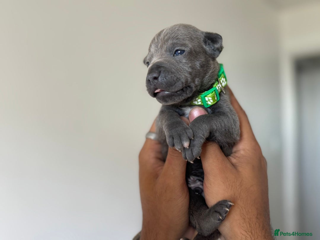 Staffordshire Bull Terrier dogs for sale: 😍😍 BEAUTIFUL & CHUNKY BLUES💙 - Image 22