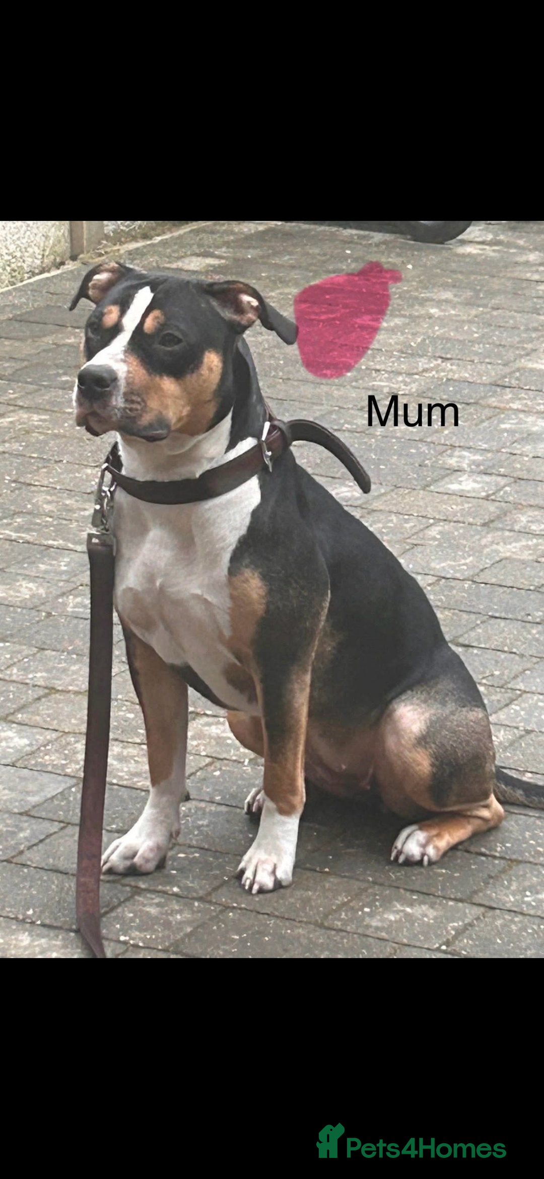 Mixed Breed dogs for sale: Puppy - Advert 2