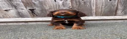 Cocker Spaniel dogs for sale: 9 Gorgeous Working Cocker Spaniel Pups 7 weeks old - Advert 16