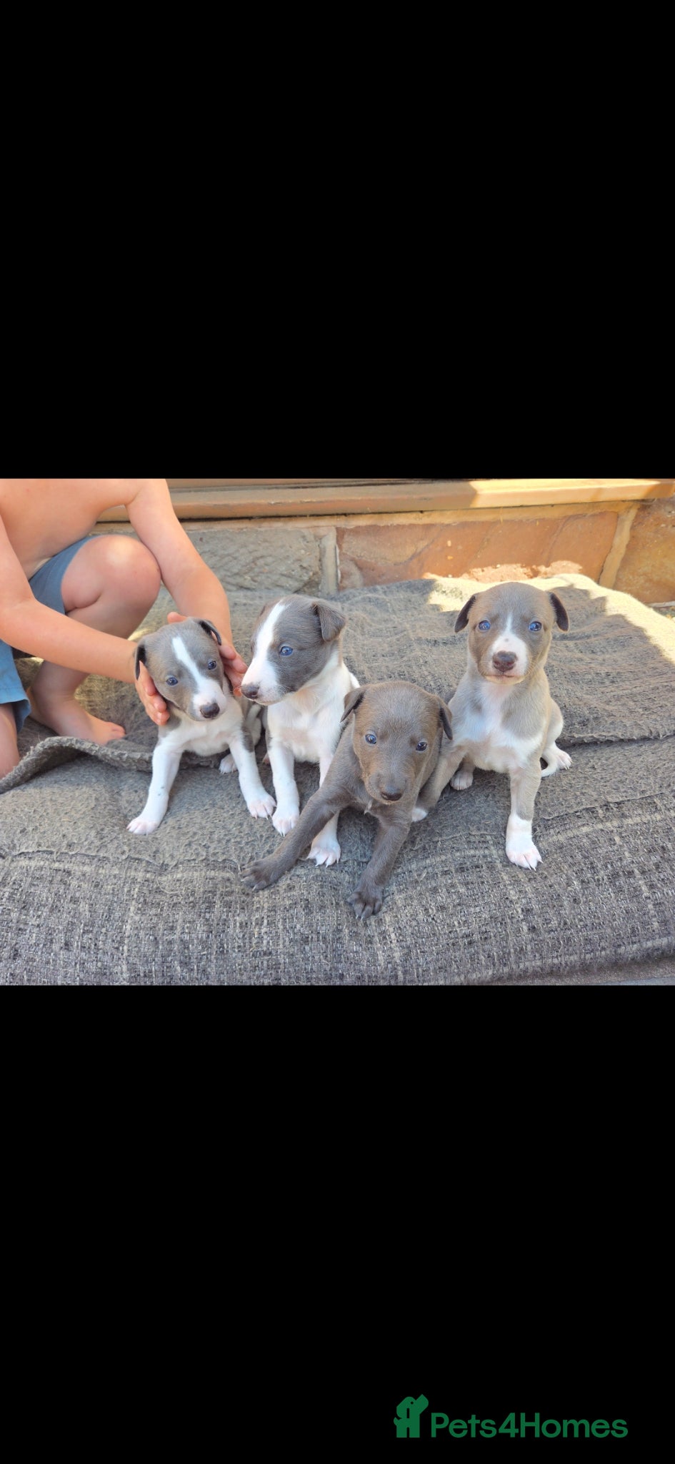 Whippet dogs KC Whippet Puppies - Advert 1