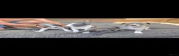 Whippet dogs for sale: KC Whippet Puppies - Advert 1