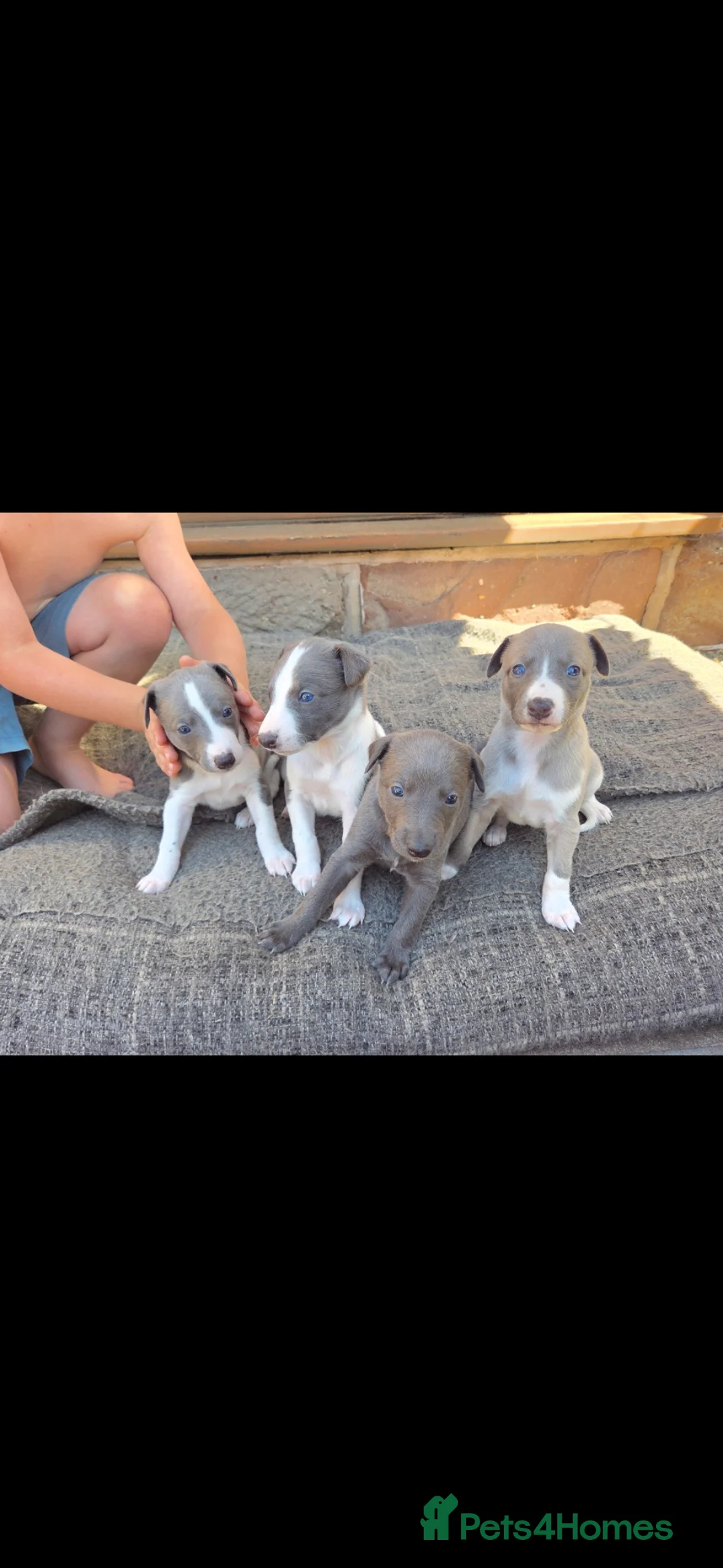 Whippet dogs for sale: KC Whippet Puppies - Advert 1