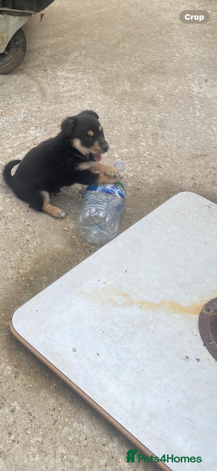 Mixed Breed dogs for sale: Two beautiful male puppy’s look for a forever home in High Wycombe - Advert 3