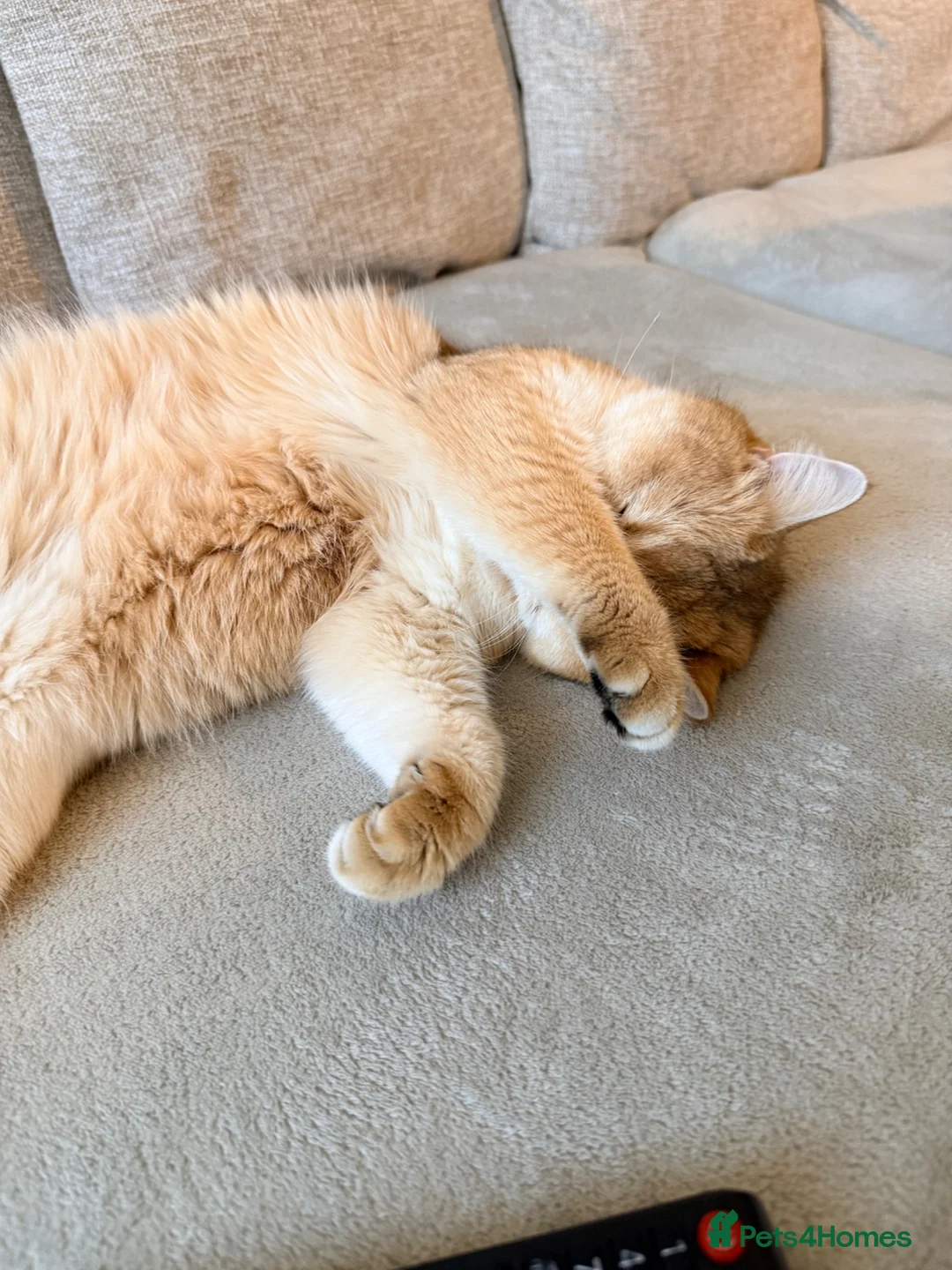 British Shorthair cats for sale: Lovely retired British shorthair queen - Advert 6