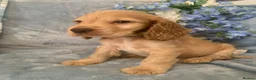 Cocker Spaniel dogs for sale: Show type cocker spaniel puppy’s  - Advert 13