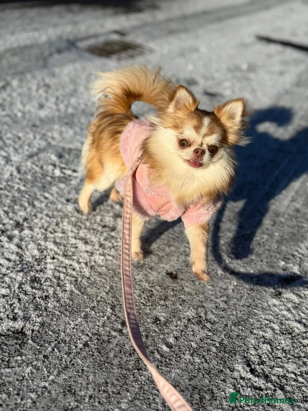Chihuahua dogs for sale: Teacup fluffy husky markings chihuahua - Advert 3