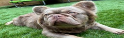 French Bulldog dogs for stud: 🐾New Shade Fluffy French Bulldog🐾 in Wishaw - Advert 1