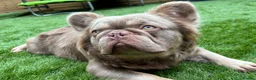 French Bulldog dogs for stud: 🐾New Shade Fluffy French Bulldog🐾 in Wishaw - Advert 2
