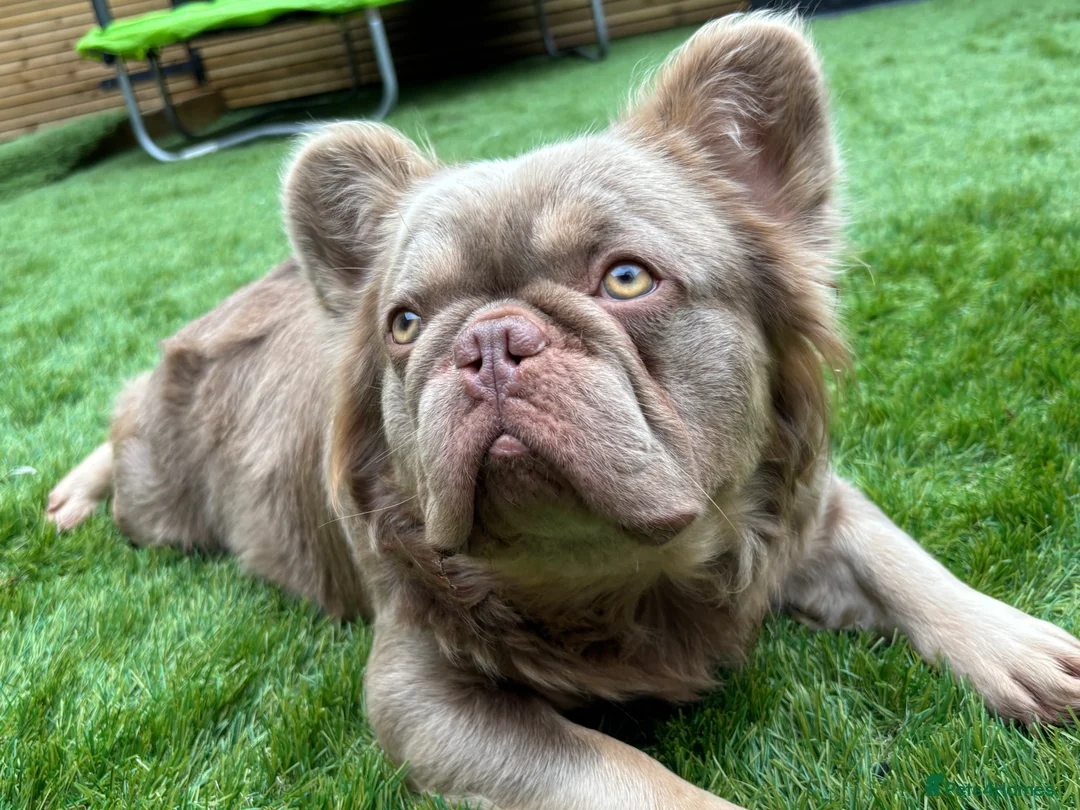 French Bulldog dogs for stud: 🐾New Shade Fluffy French Bulldog🐾 in Wishaw - Advert 2