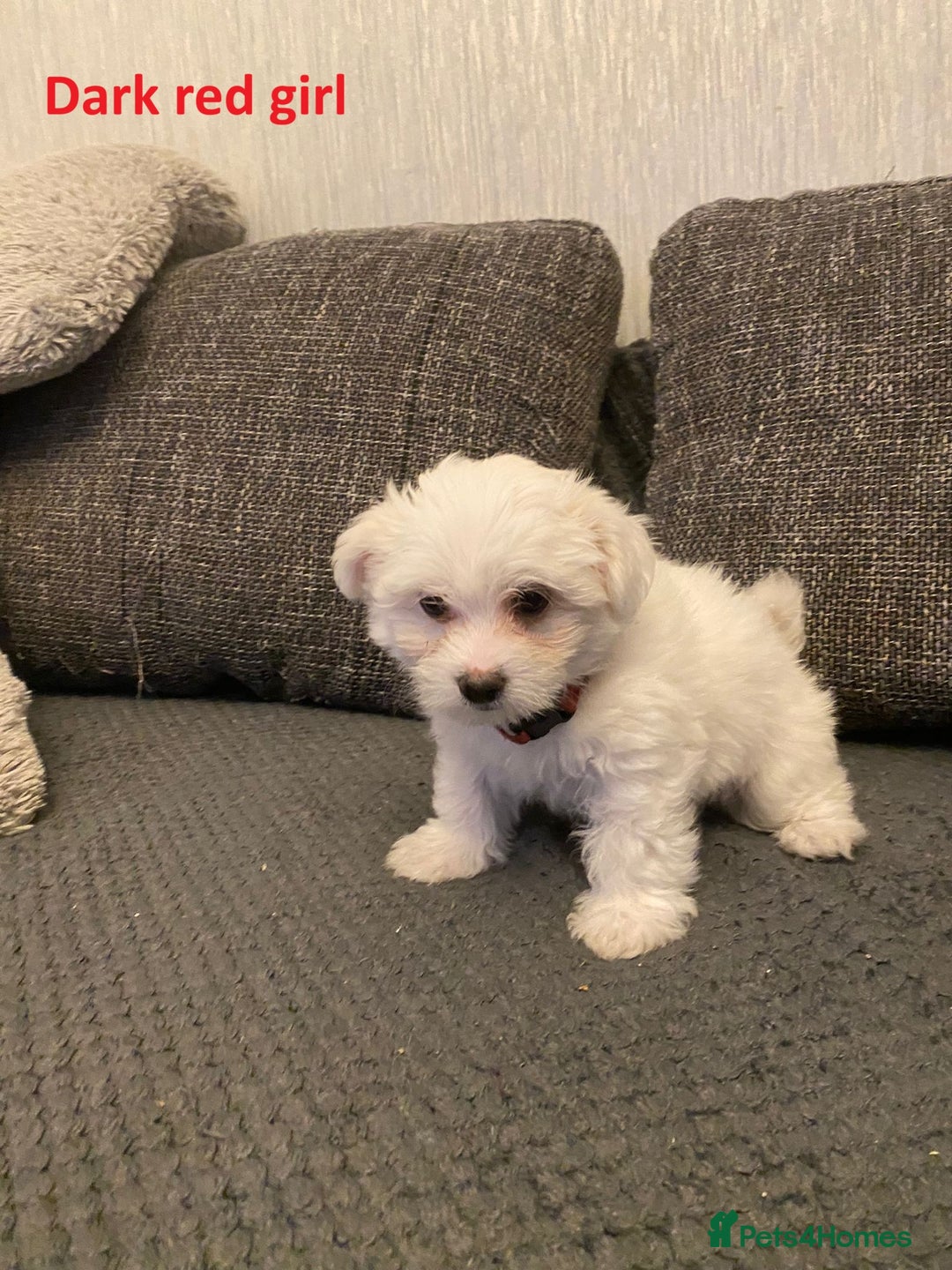 Maltese dogs for sale:  Adorable Maltese Puppies - Image 18