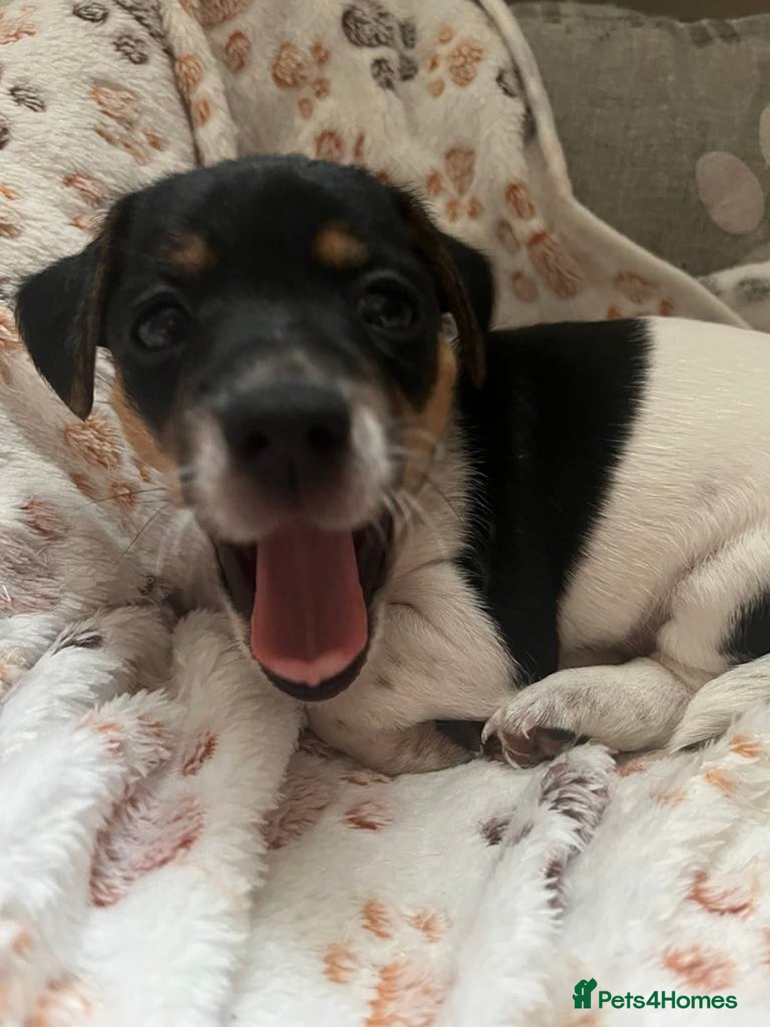 Jack Russell dogs for sale: Jack Russell puppies Lincolnshire  in Barrow-upon-Humber - Image 12