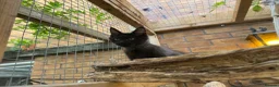Maine Coon cats for sale: Exceptional pedigree MaineCoons - Phantom & Sprite - Advert 16