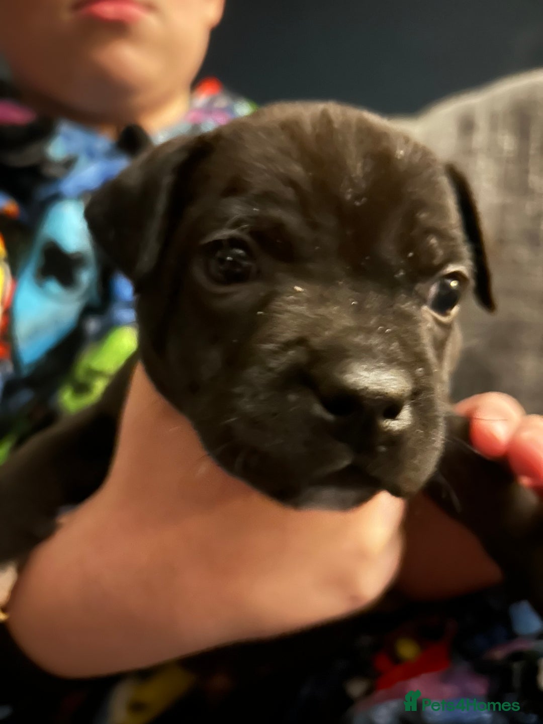 Staffordshire Bull Terrier dogs for sale: LAST 2 KC Registered Staffordshire Bull Terrier - Advert 6