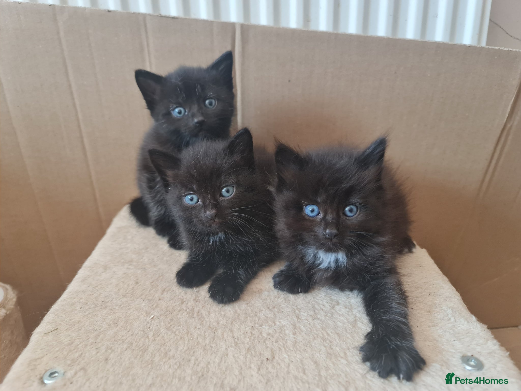 Mixed Breed cats 3 black kittens for sale - Advert 2