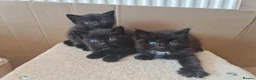 Mixed Breed cats for sale: 3 black kittens for sale - Advert 1