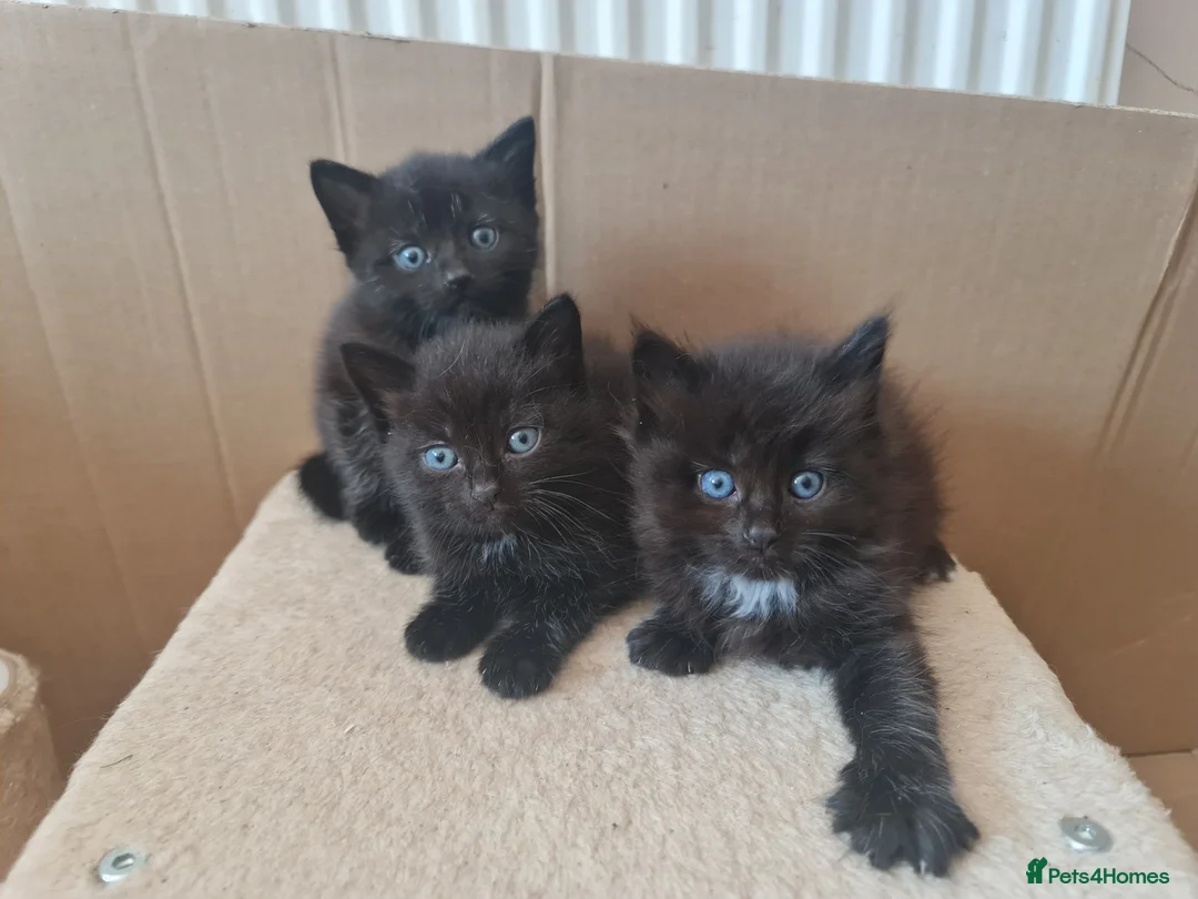 Mixed Breed cats for sale: 3 black kittens for sale - Advert 1
