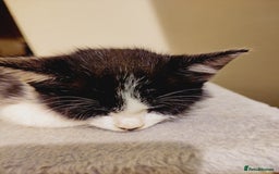 Domestic Shorthair cats for sale: Two female kittens looking for their forever homes - Image 11