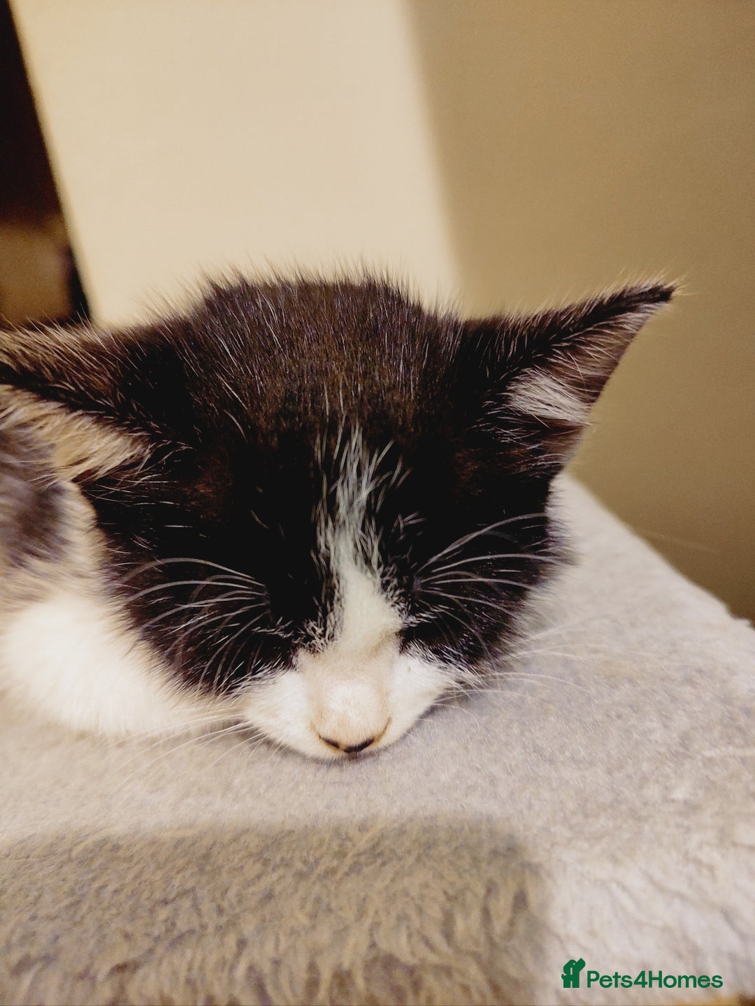 Domestic Shorthair cats for sale: Two female kittens looking for their forever homes - Image 11