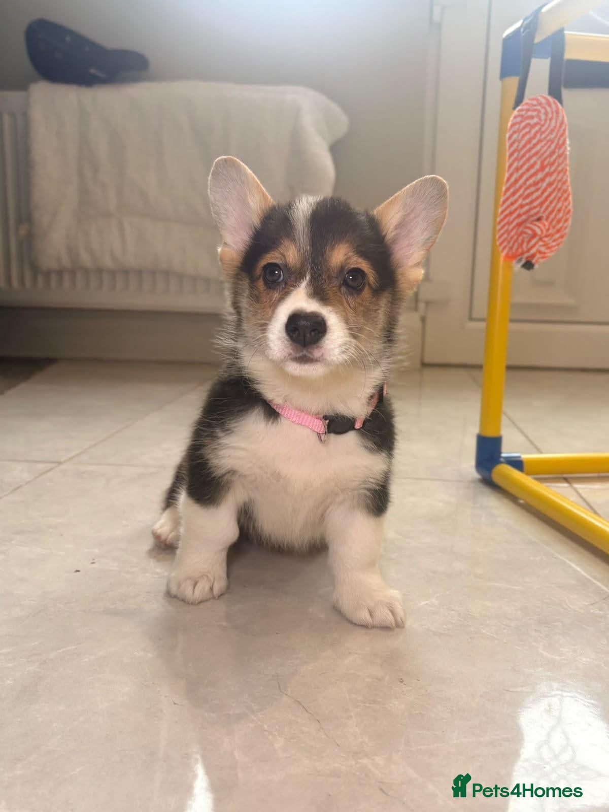 Welsh Corgi Pembroke dogs Pembroke Welsh corgi pups - Advert 1