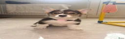 Welsh Corgi Pembroke dogs for sale: Pembroke Welsh corgi pups - Advert 4
