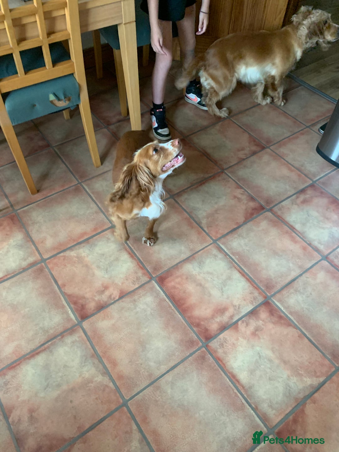Cocker Spaniel dogs for sale: Spaniels for sale - Advert 1