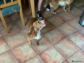 Cocker Spaniel dogs Spaniels for sale - Advert 8