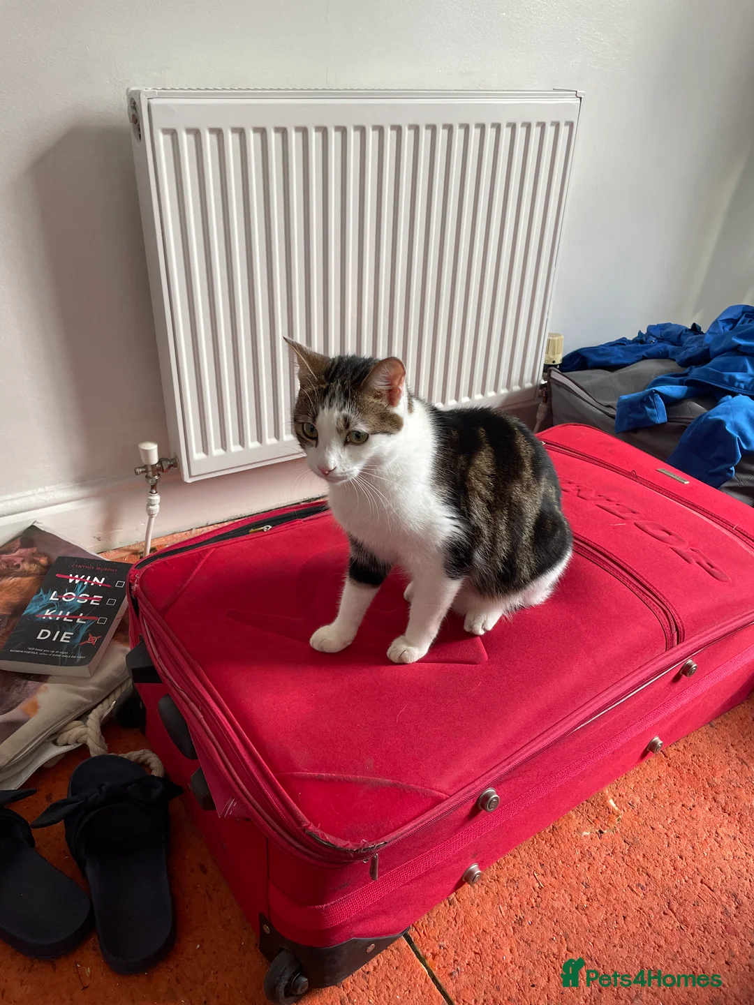 British Shorthair cats for sale: Two brothers 5 years old  - Advert 5