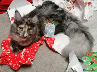 Maine Coon cats Beautiful female smoked tortie - Advert 5