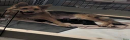 German Shepherd dogs for sale: Beautiful 8 German shepherd puppies - Advert 5