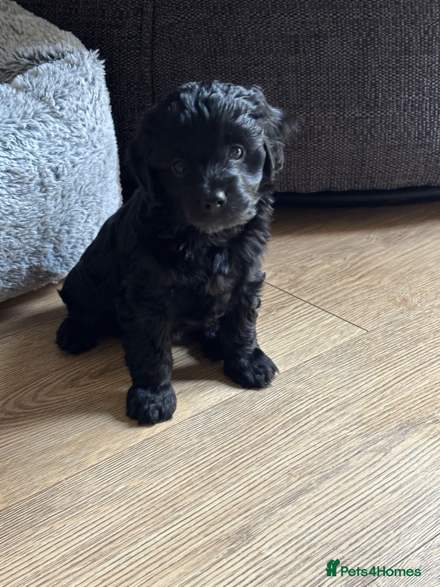Cockapoo dogs for sale: Beautiful Black F1b Cockapoo Girl. - Advert 20
