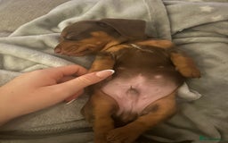 Miniature Dachshund dogs for sale: Miniature dachshund puppy  - Image 5