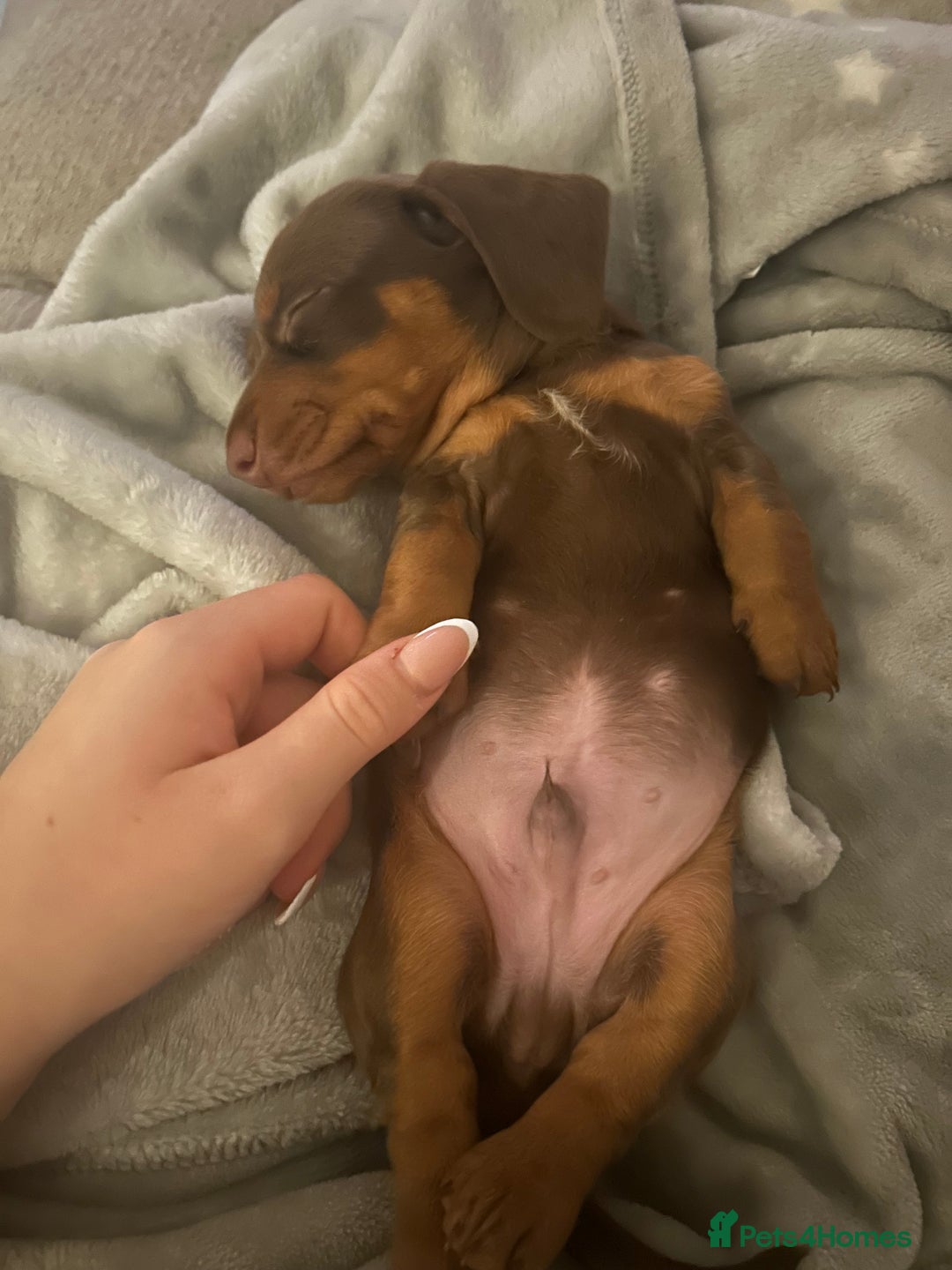 Miniature Dachshund dogs for sale: Miniature dachshund puppy  - Image 5