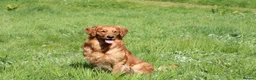 Golden Retriever dogs for stud: Stunning, proven health tested stud dog. - Advert 4