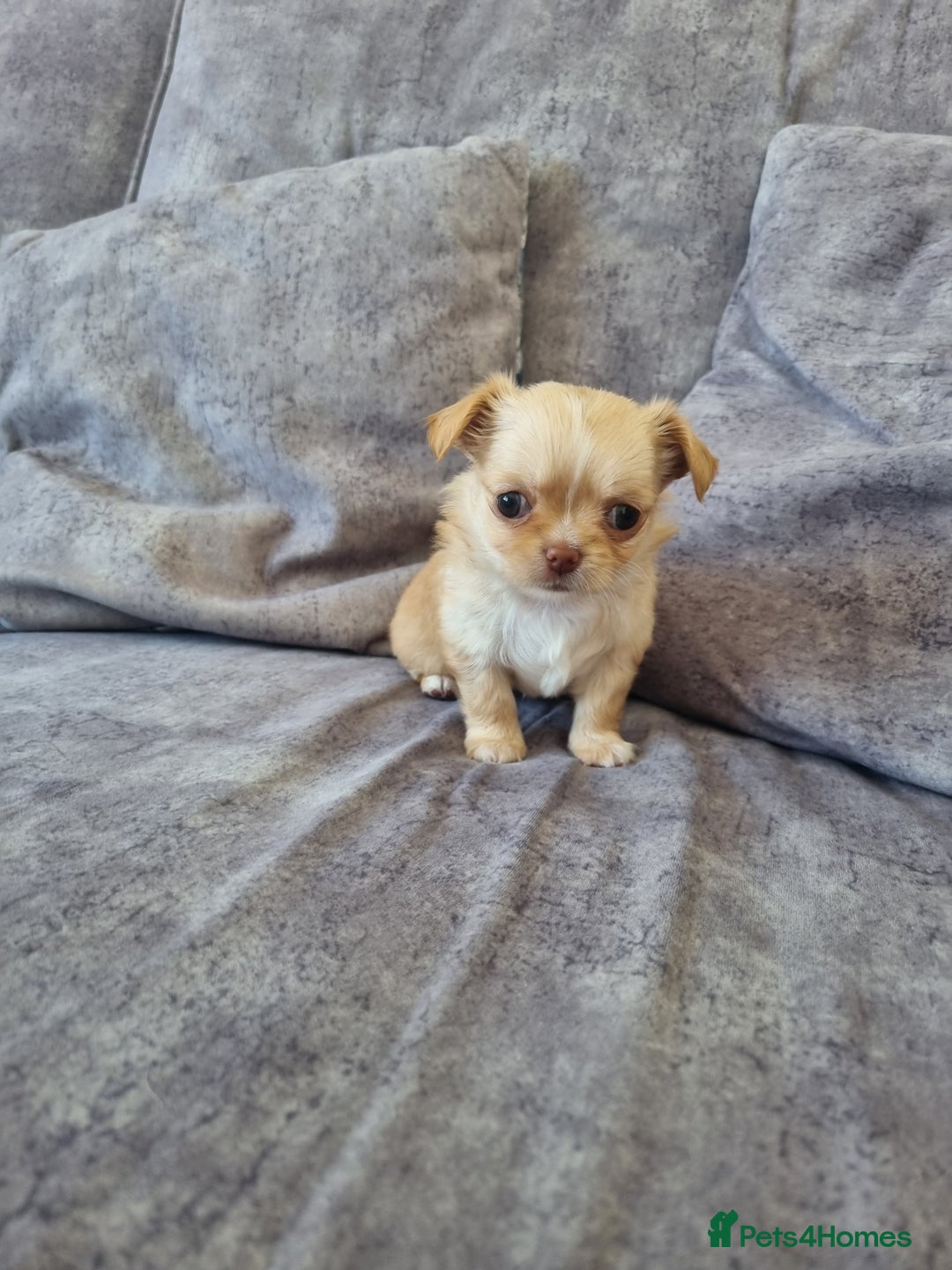 Chihuahua dogs for sale: Stunning Russian lines, Long haired Chihuahuas  - Image 9