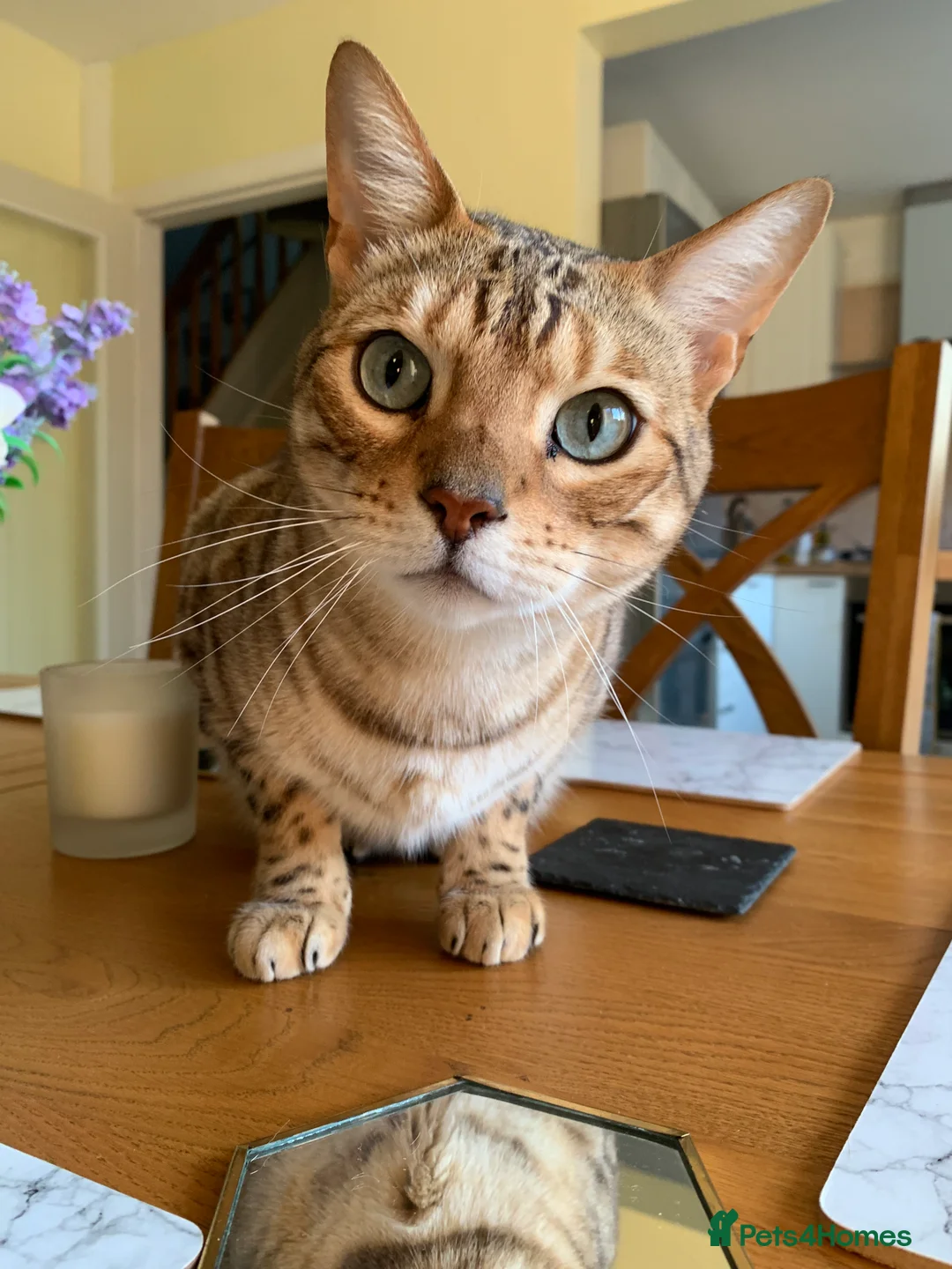 Bengal cats for sale: Beautiful Bengal Cat (male) - Advert 2