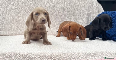 Miniature Dachshund dogs - Advert 1