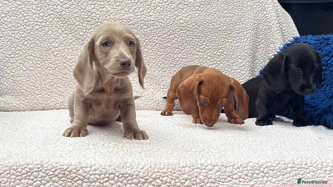 Miniature Dachshund dogs for sale: READY NOW  MINI DAXIS RAINBOW COLOURS PRA KC REG - Image 3
