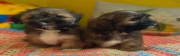 Lhasa Apso dogs for sale: RKC Registered Lhasa Puppies  - Advert 6