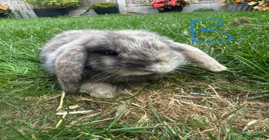 Mini Lop rabbits - Advert 7