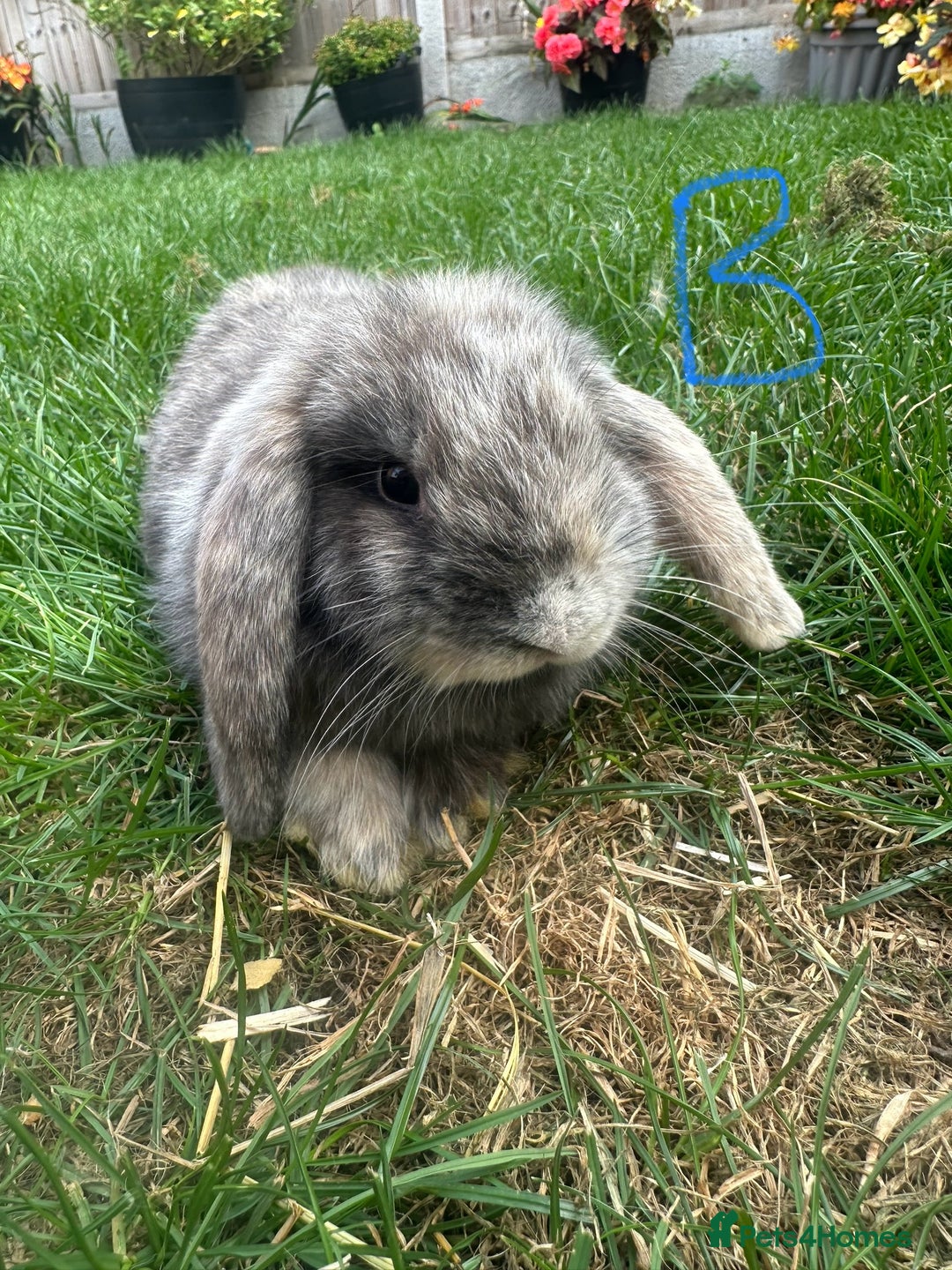 Mini Lop rabbits for sale: Mini Lop Rabbits For Sale  - Image 2